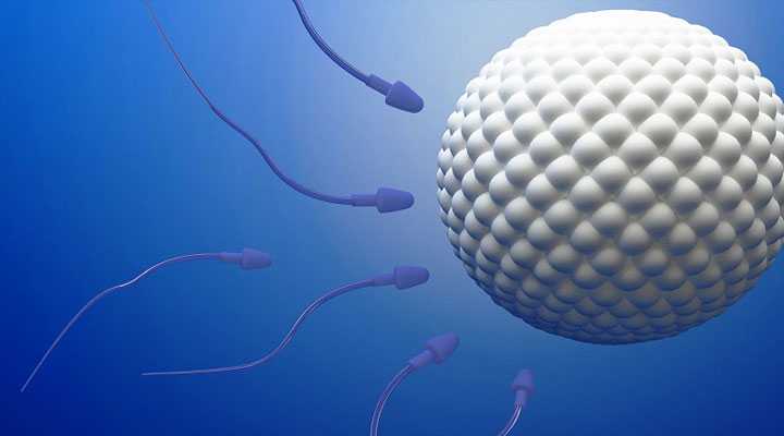 运城36岁供卵移植囊胚的成功率_未婚能不能在美国精子库申请供精试管？