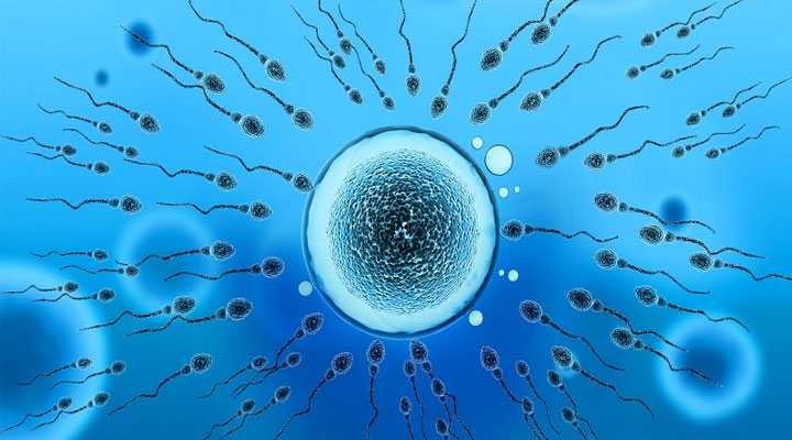 运城36岁供卵移植囊胚的成功率_未婚能不能在美国精子库申请供精试管？