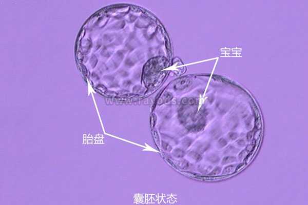 北京43岁做三代试管有风险吗_试管移植哪种胚胎成功率高？冻胚以及囊胚移植